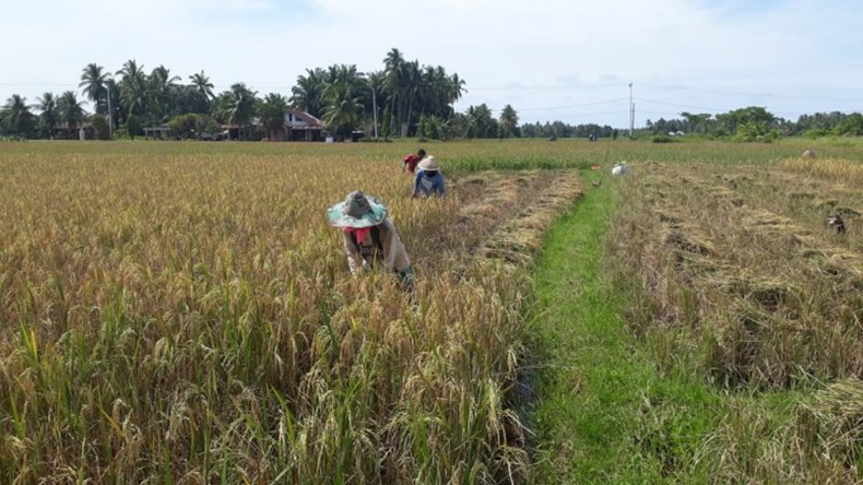 Sawah Diserang Hama Wereng, Petani di Pariaman Gagal Panen
