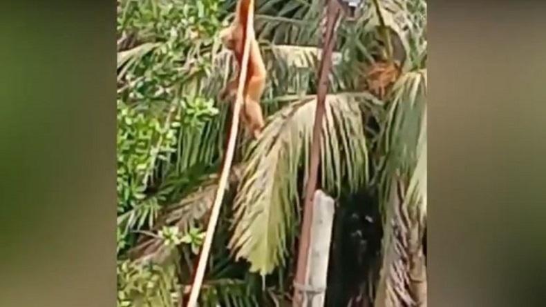 Viral, Pemuda Pengidap Gangguan Jiwa di Madina Selamatkan Kera Nyangkut di Kabel Listrik
