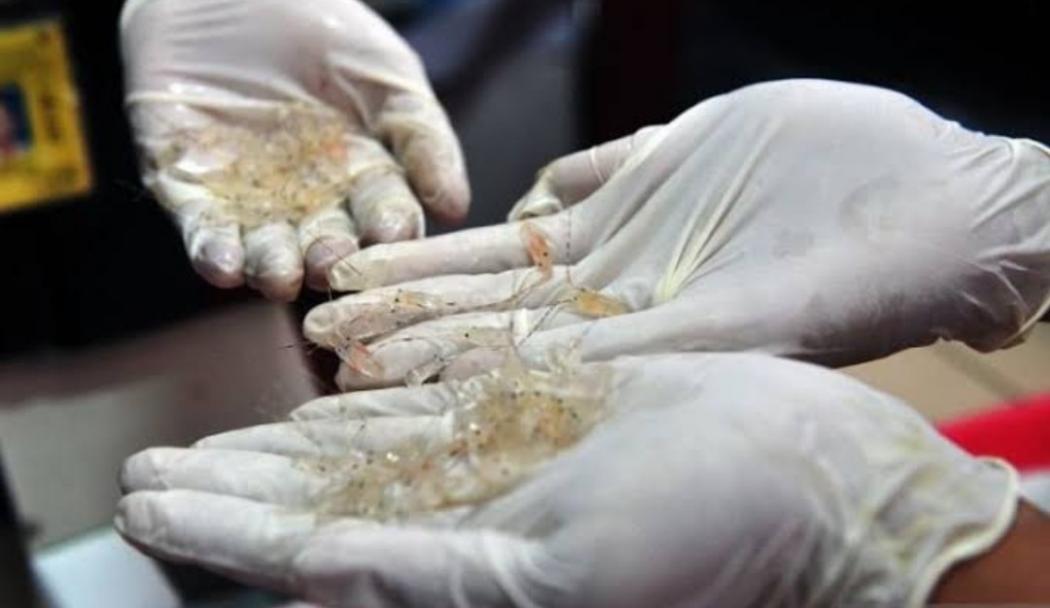 KKP Gagalkan Penyelundupan Benih Lobster ke Vietnam 
