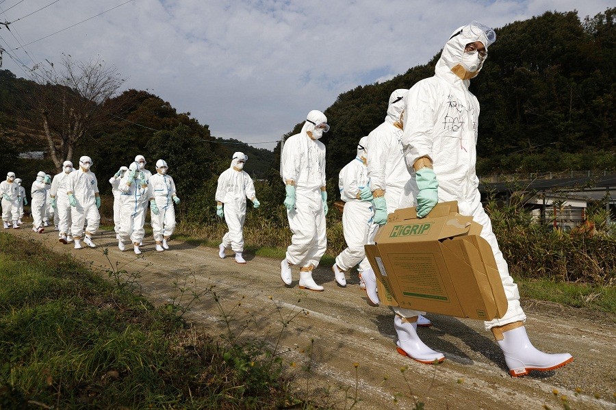 Wabah Flu Burung Serang 6 Provinsi di Jepang