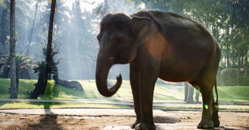 Wisata New Normal di Bali, Asyik Keliling Desa Taro Bersepeda Lihat Kumpulan Gajah