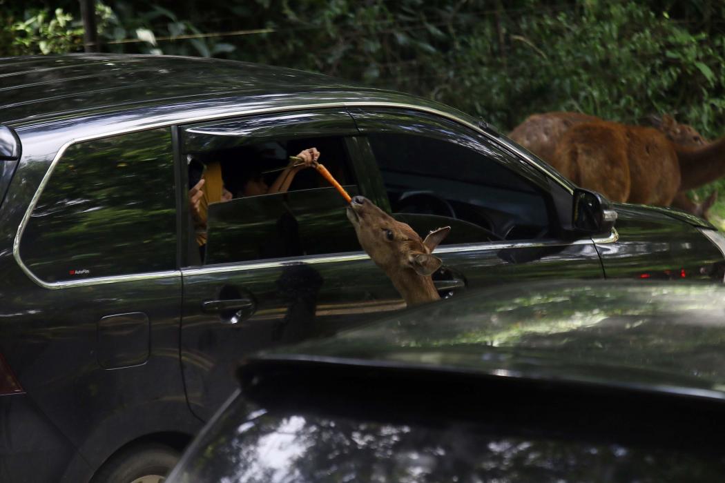 Taman Safari Puncak Dibuka Terbatas, Ini Wahana yang Beroperasi