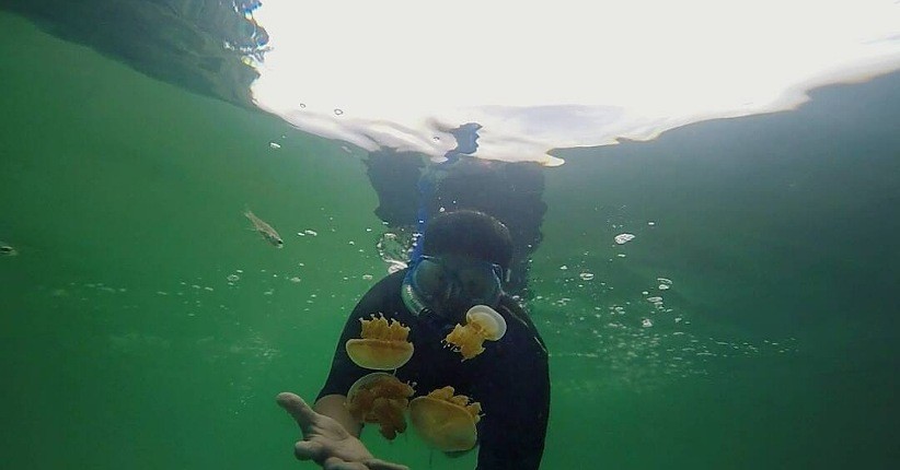 Ide Wisata di Kalimantan Timur, Asyik Berenang di Danau Kakaban dengan Ubur-Ubur Langka