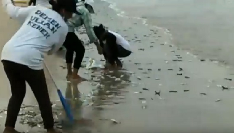 Ribuan Ikan Terdampar di Pantai Jimbaran Bali, Warga dan Nelayan Berebut Menangkap