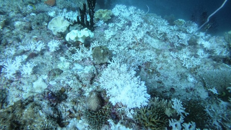Fenomena Alam, Terumbu Karang di Spot Diving Raja Ampat Memutih