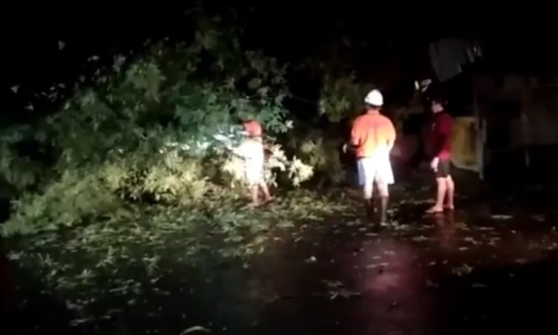 Pohon Tumbang di Buleleng Timpa Tiga Pengendara Motor, Satu Tewas 
