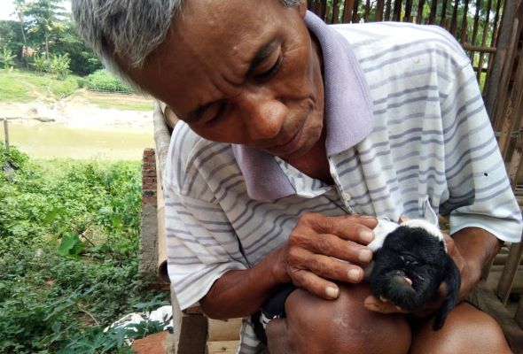 Domba Bermata Satu dan Lidah Terjulur Hebohkan Warga Karawang Usai Natal
