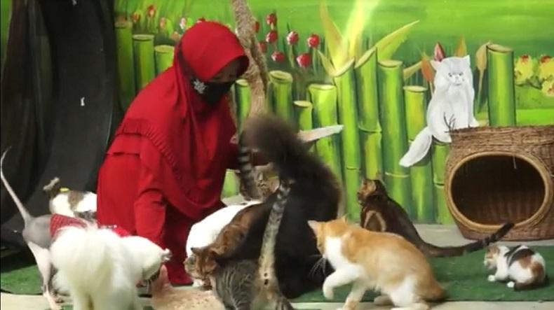 Wow, Dokter Umum di Banda Aceh Rela Pungut dan Rawat Ratusan Kucing Jalanan
