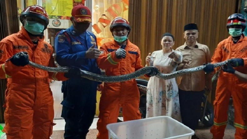Ular Sanca Kembang Dievakuasi dari Bawah Lantai Keramik Rumah Warga di Cipayung