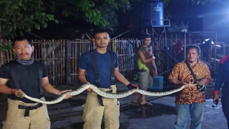 Petugas Damkar Evakuasi Ular Sanca Bersarang di Belakang Kulkas Milik Warga Cipayung