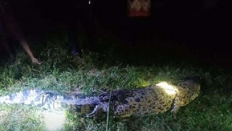 Warga Langkat Tangkap Buaya Seberat 100 Kg di Sungai Sanggalima