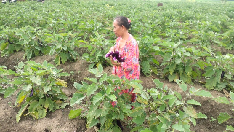 Sudah Punya Kartu Tani, Petani di Blora Masih Kesulitan Pupuk