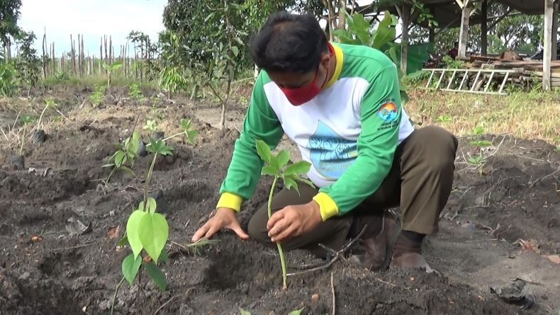 Petani di Bangka Tengah Beralih ke Tanaman Porang, Ini Alasannya
