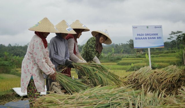 Dukung Ketahanan Pangan, BRI Berdayakan Klaster Ekosistem Desa