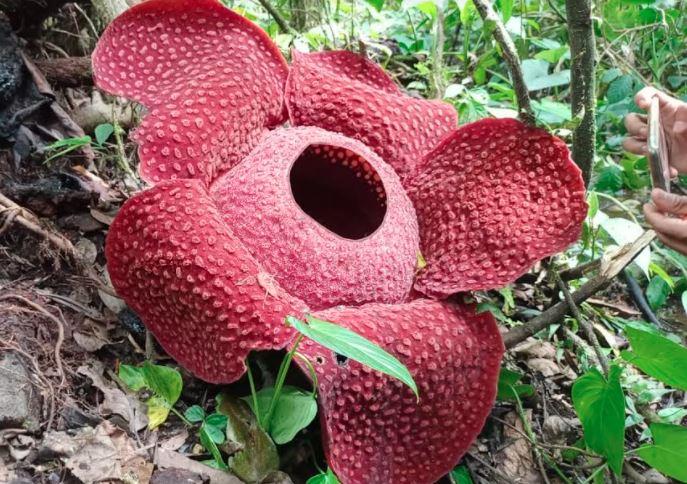 Penampakan Bunga Rafflesia yang Mekar Sempurna di Agam
