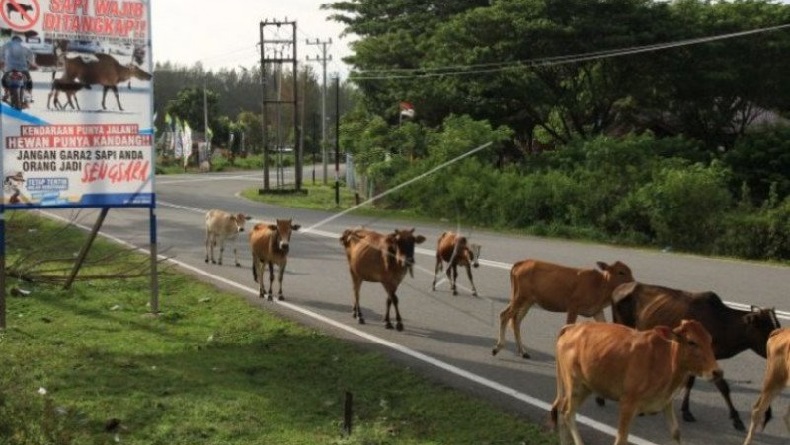 Kerumunan Sapi di Pantai Barat Aceh Sering Sebabkan Kecelakaan, Dishub Diminta Ambil Tindakan