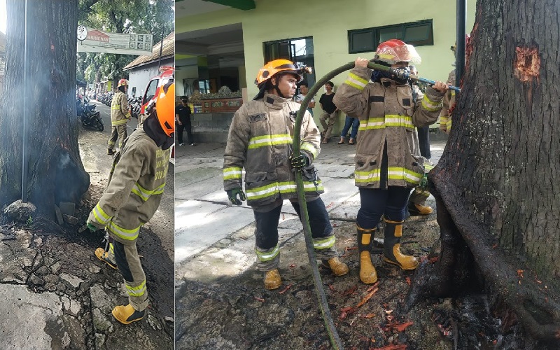 Pohon Mahoni Terbakar Resahkan Warga Cipaganti Bandung