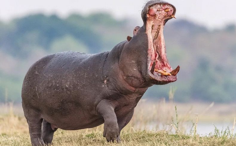 Pengunjung Taman Safari yang Lempar Sampah Plastik ke Mulut Kuda Nil Akhirnya Minta Maaf 
