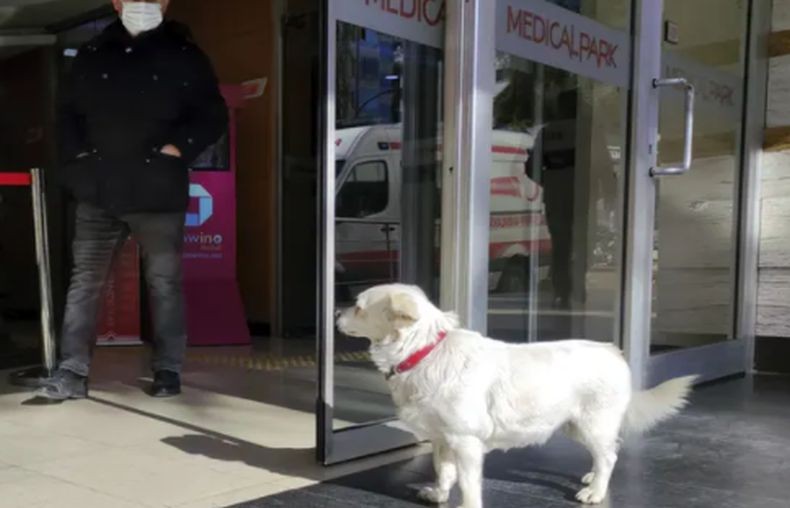 Anjing Ini Kunjungi Majikannya yang Dirawat di Rumah Sakit Setiap Hari