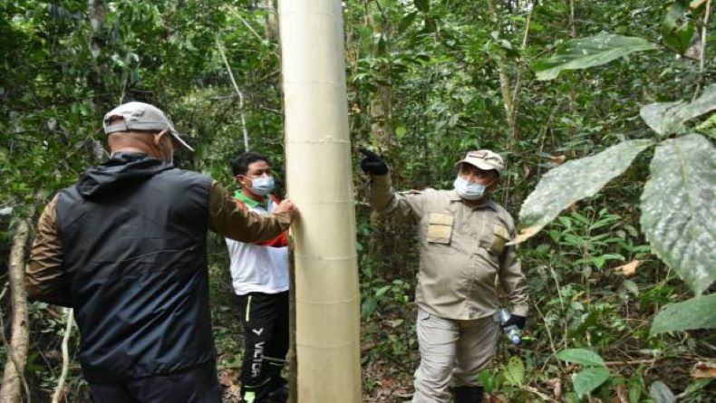 Gubernur Babel Sosialiasi Rekayasa Okulasi ke Petani Gaharu