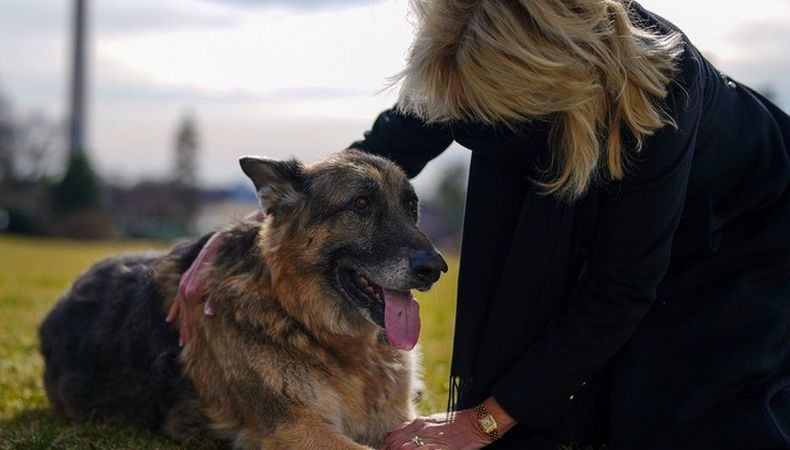 Hidupkan Tradisi Lagi, Joe Biden Pelihara 2 Anjing di Gedung Putih