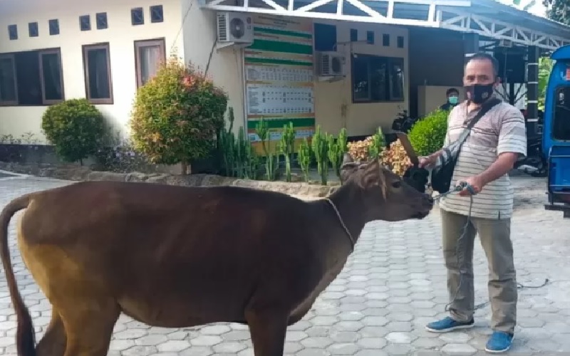 Pencuri 4 Ekor Sapi di Sumbawa Barat Ditangkap usai Terekam CCTV SPBU