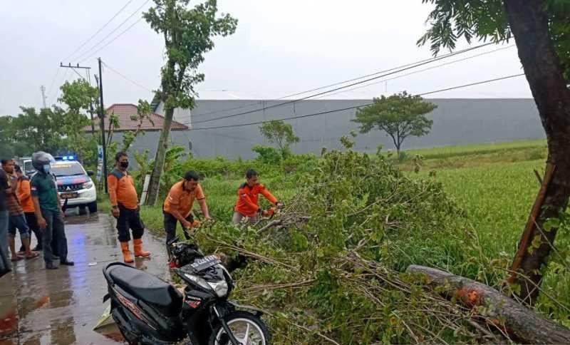 Pengendara Motor Tewas Tertimpa Pohon Tumbang di Ngrampal Sragen