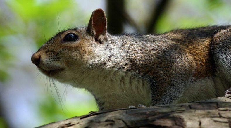 Misterius, Puluhan Tupai Tiba-Tiba Mati Mendadak di Kebun Binatang Tokyo