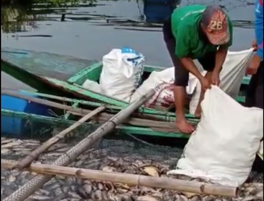 Dispernakan KBB Sebut 25 Ton Ikan Mati di Saguling Akibat Mabuk Belerang