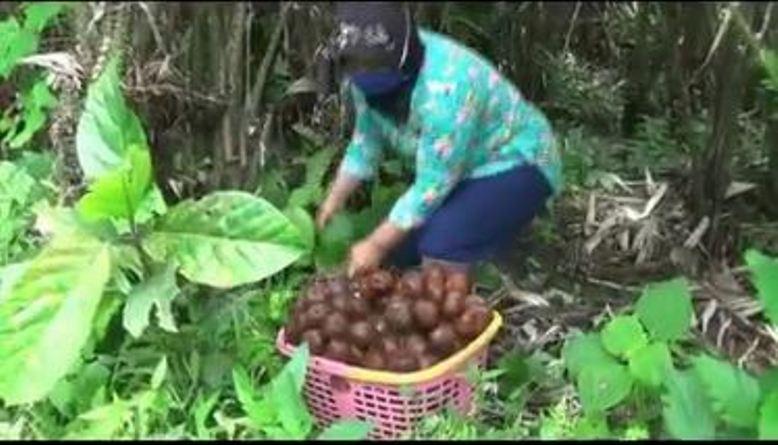  5 Daerah Penghasil Salak di Jawa Tengah, Nomor 3 Tetap Bertahan meski Terdampak Erupsi Merapi