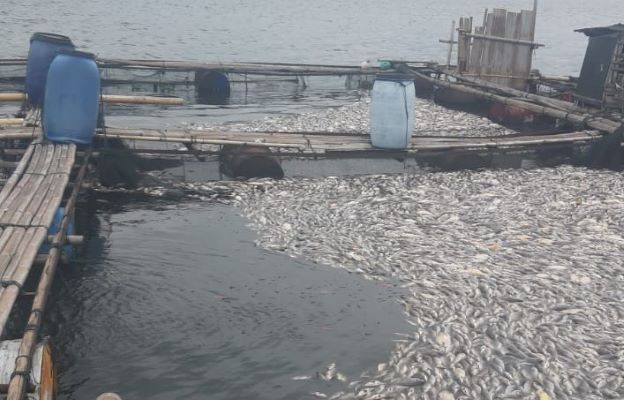 Ribuan Ikan Nila Siap Panen di Danau Maninjau Mati, Kerugian Puluhan Juta Rupiah