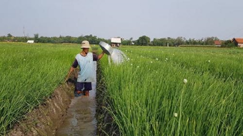 Jokowi Tegaskan Tak Impor Beras saat Panen Raya, Harga Gabah Petani Beranjak Naik