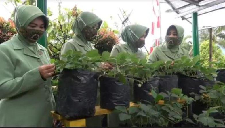 Kodim Pekalongan Kembangkan Budidaya Tanaman Hidroponik di Lahan Sempit 
