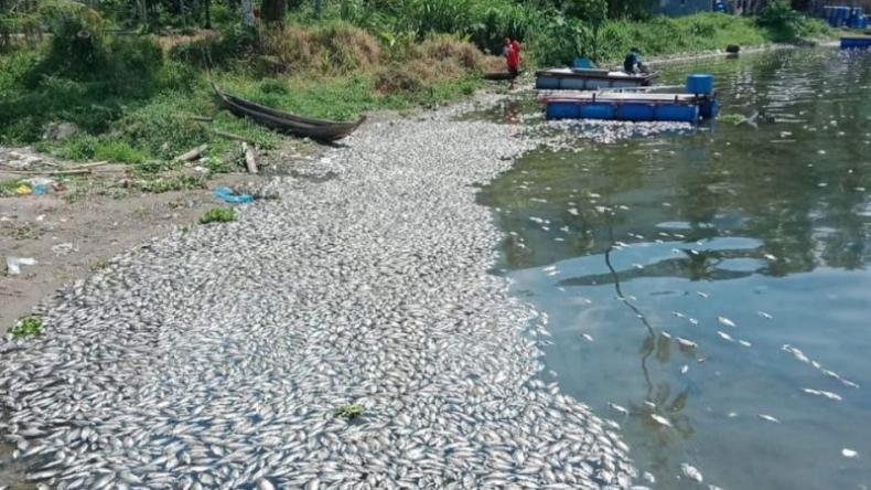 Terungkap, Ini Penyebab Matinya 15 Ton Ikan di Danau Maninjau