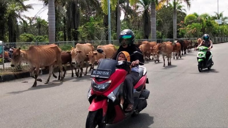 Kerumunan Sapi Masih Berkeliaran di Jalan Pusat Perkantoran Nagan Raya, Ini Tindakan Pemkab