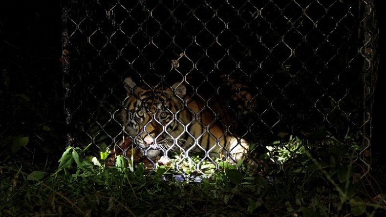 BKSDA Agam Tembakkan Meriam Karbit untuk Usir Harimau