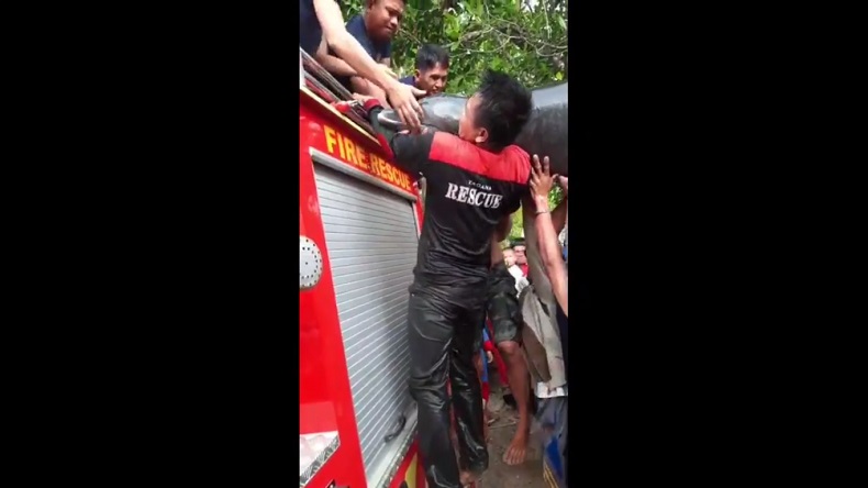 Viral di Medsos, Warga Luwu Temukan Lumba-Lumba di Pengairan Sawah