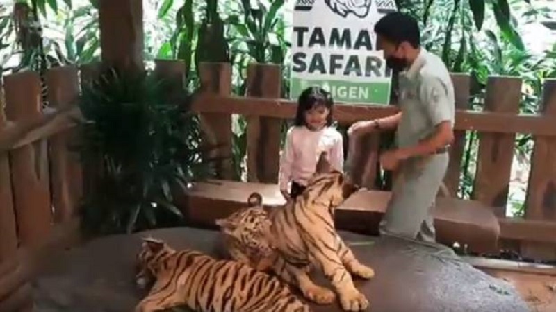 Lucu, 3 Bayi Harimau Benggala Taman Safari Prigen Bisa Diajak Selfie 