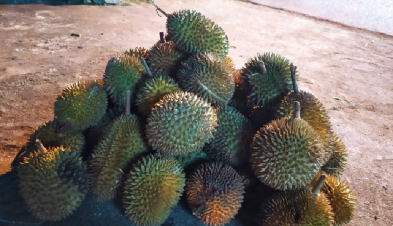 Panen Durian di Kalbar Merosot, Ternyata Ini Penyebabnya