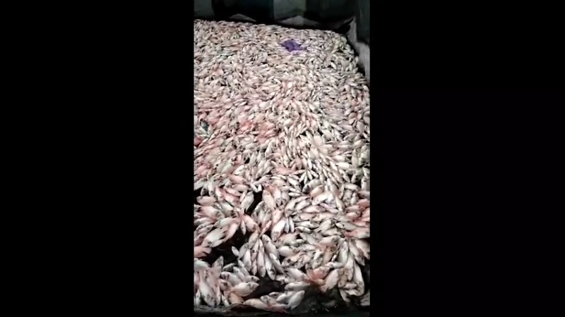 Gas Belerang Telaga Ngebel Ponorogo Meledak, Ribuan Ikan Peternak Mati