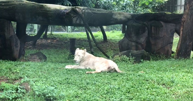 Sandiaga Uno Bertemu Macan Putih saat Liburan dengan Nakes di Ancol, Ternyata Punya Kedekatan Khusus