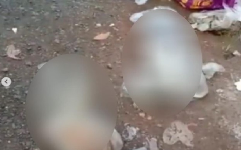 Viral Video Kucing Dianiaya di Serpong, Pelaku Minta Maaf