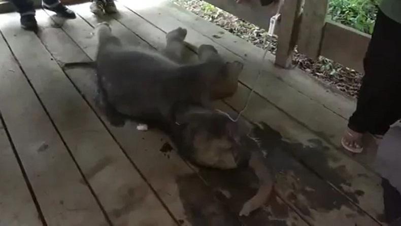 Sedih, Bayi Gajah yang Sempat Terjebak Lumpur di Pidie Beberapa Waktu Lalu Mati 