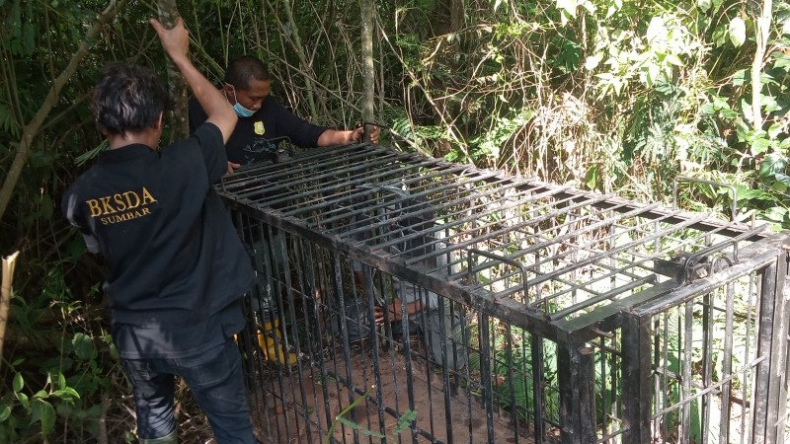 Coba Tangkap Beruang Madu, BKSDA Pasang 2 Perangkap Berisi Nangka dan Durian