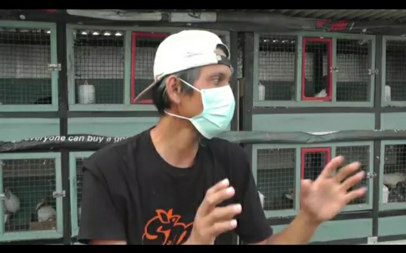 Kisah Rahmat, Raih Untung dengan Mengoleksi Merpati Hias