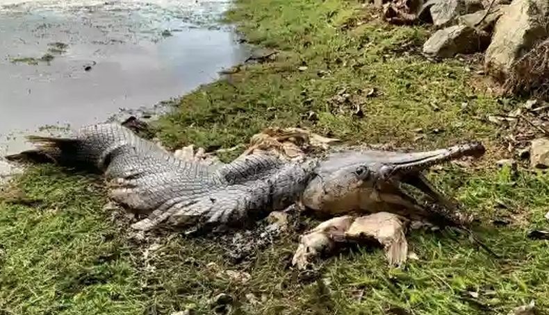 Ikan Mirip Buaya Terdampar di Waduk, Begini Penampakannya