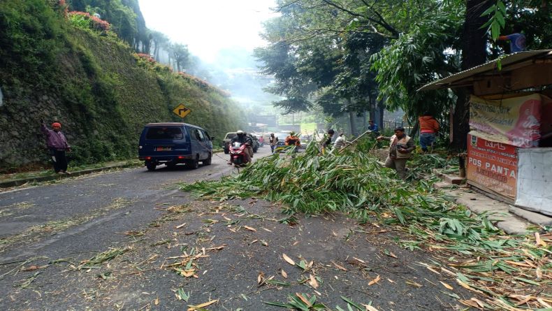 Pohon Bambu Tumbang di Jalan Raya Tangkuban Parahu KBB, Seorang Pengendara Terluka