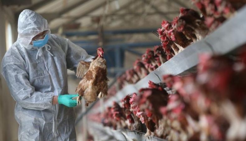 Jepang Musnahkan 1,5 Juta Ayam gara-gara Flu Burung