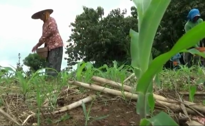 Warga Kampung Miliarder di Tuban Mulai Takut Kehilangan Mata Pencaharian 