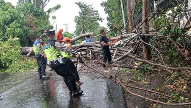 Pohon Tumbang di Madidir, Polres Bitung Sigap Bantu Penanganan